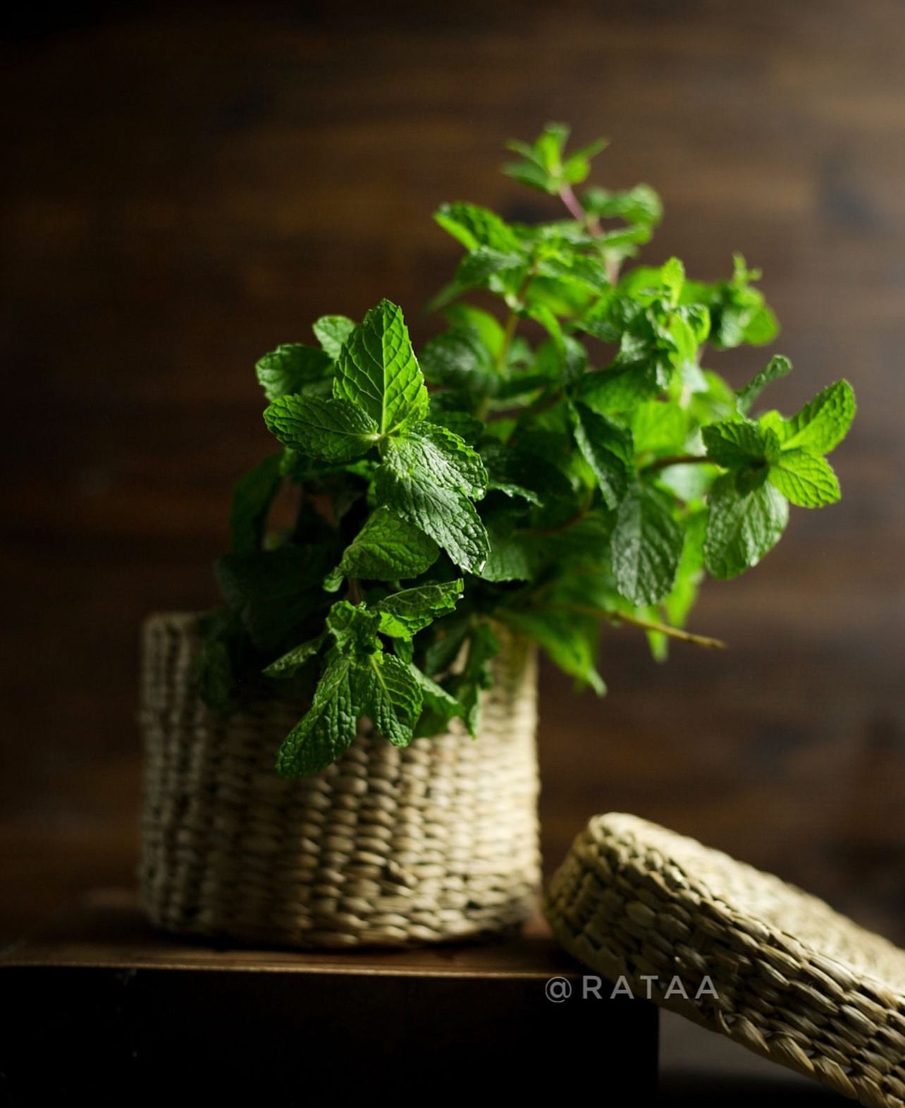 Antique Oak Backdrop