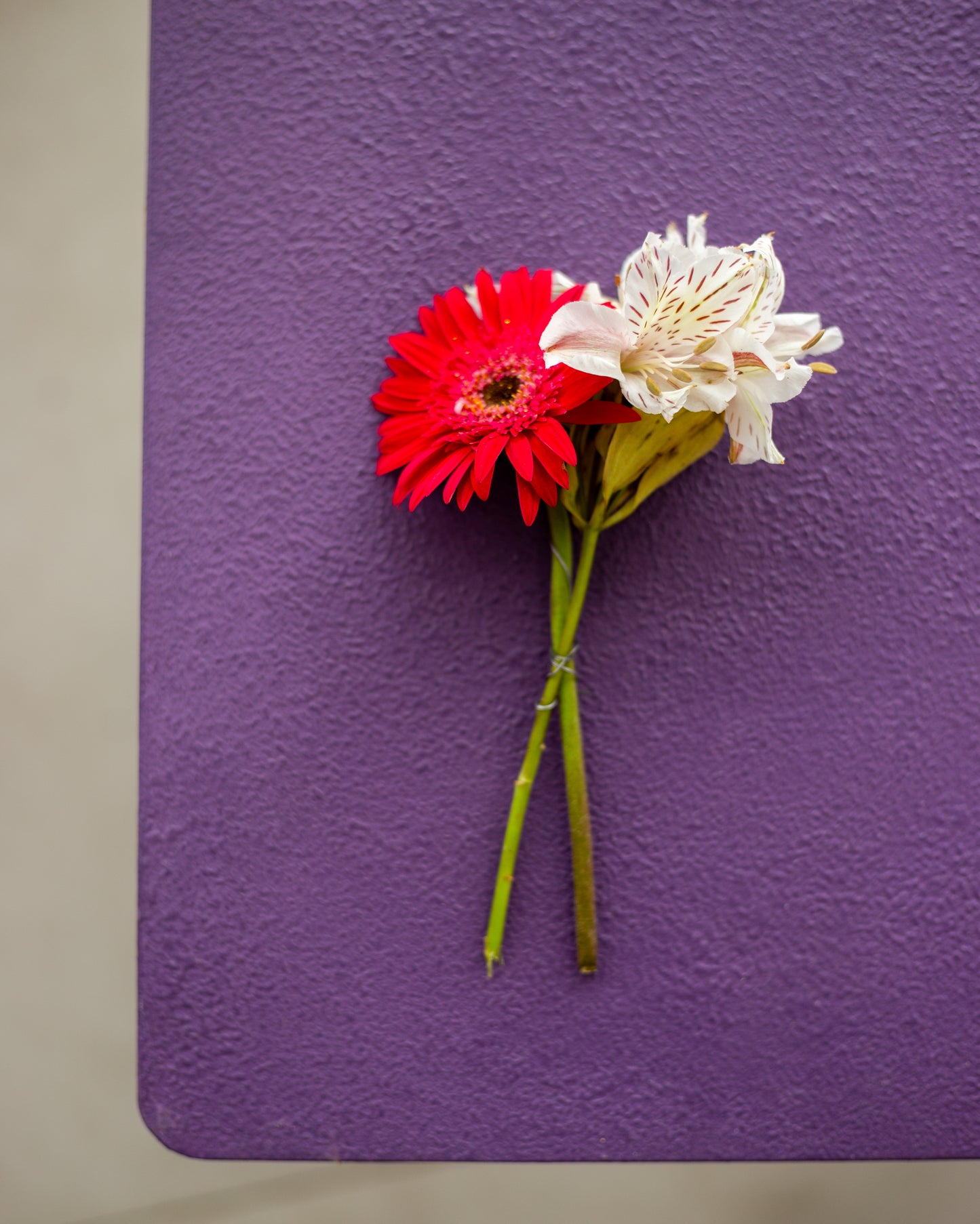Viola Backdrop