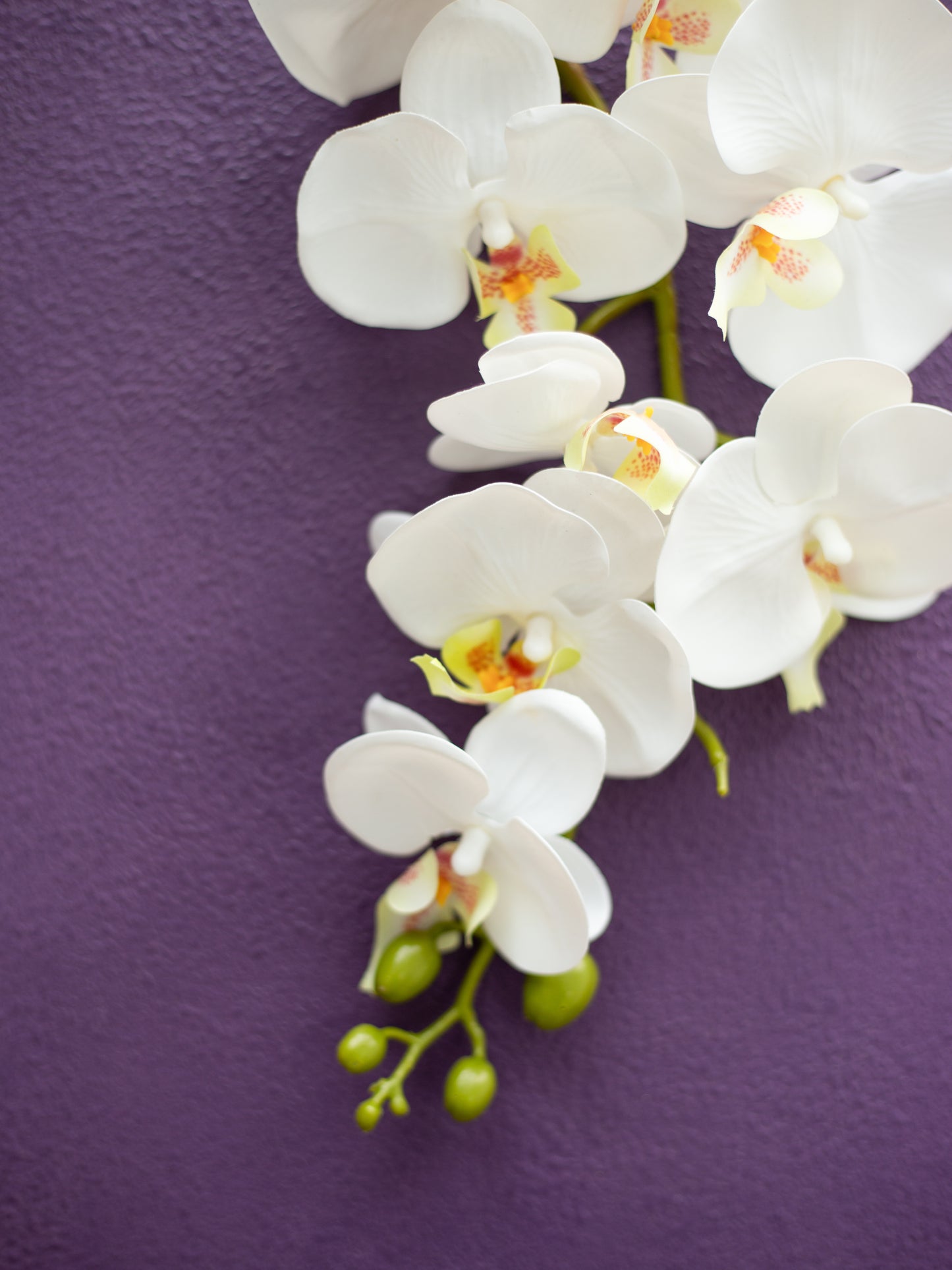 Viola Backdrop