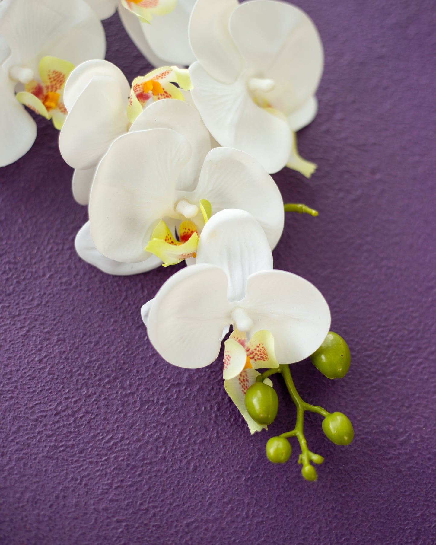 Viola Backdrop
