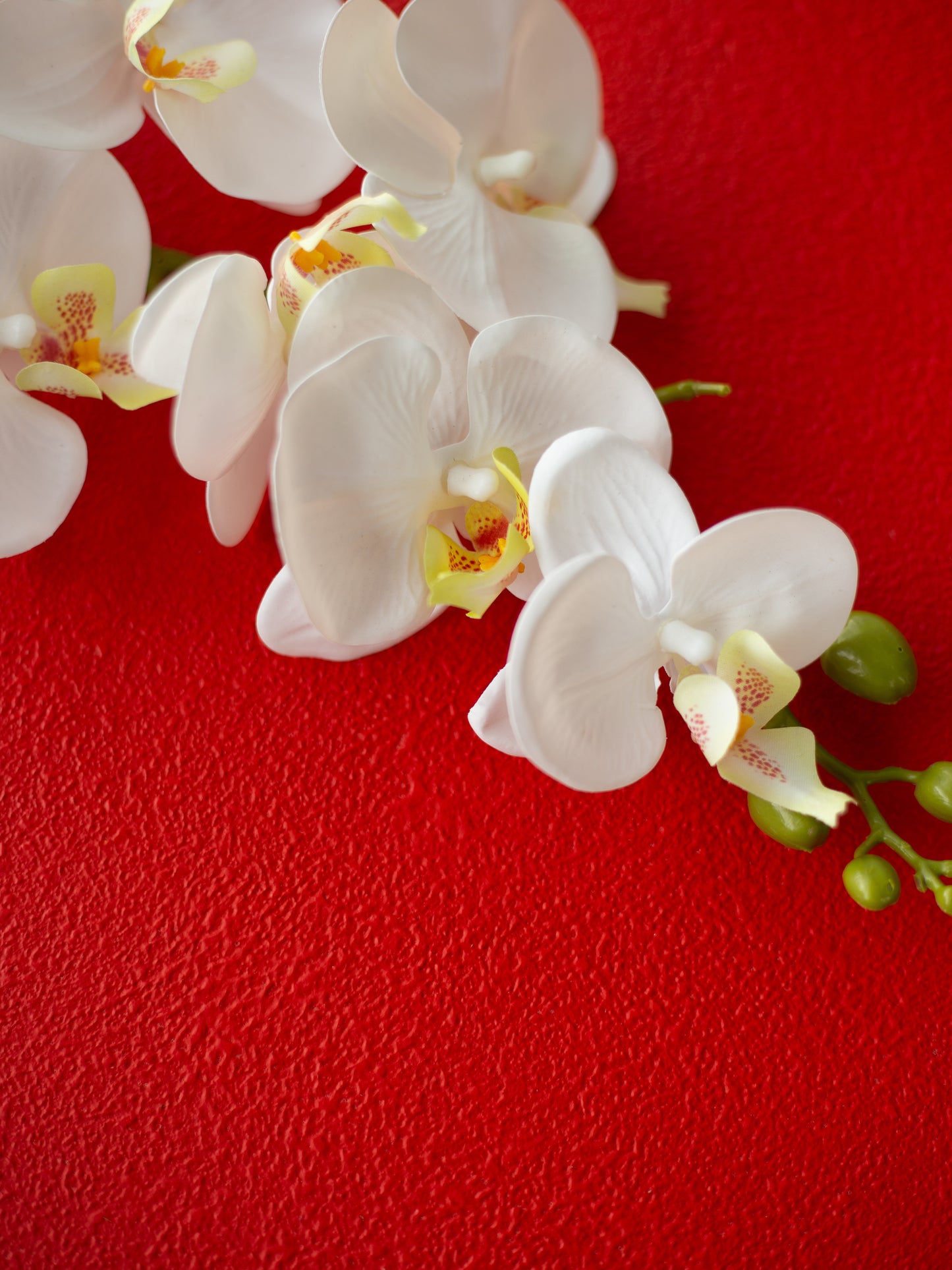 Merry Red Backdrop