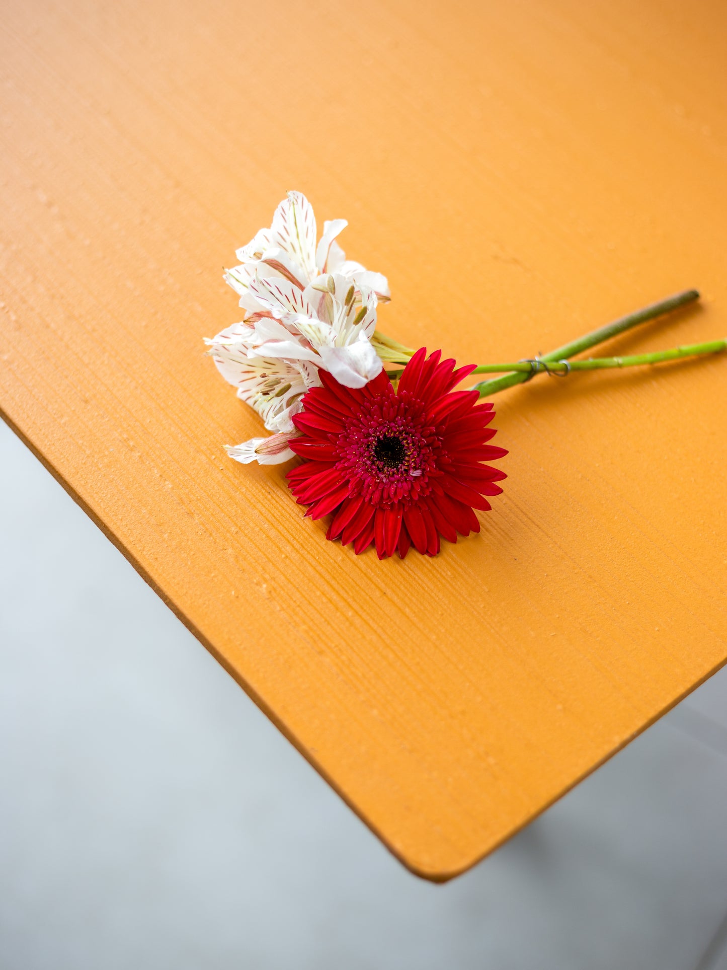 Butterscotch Backdrop