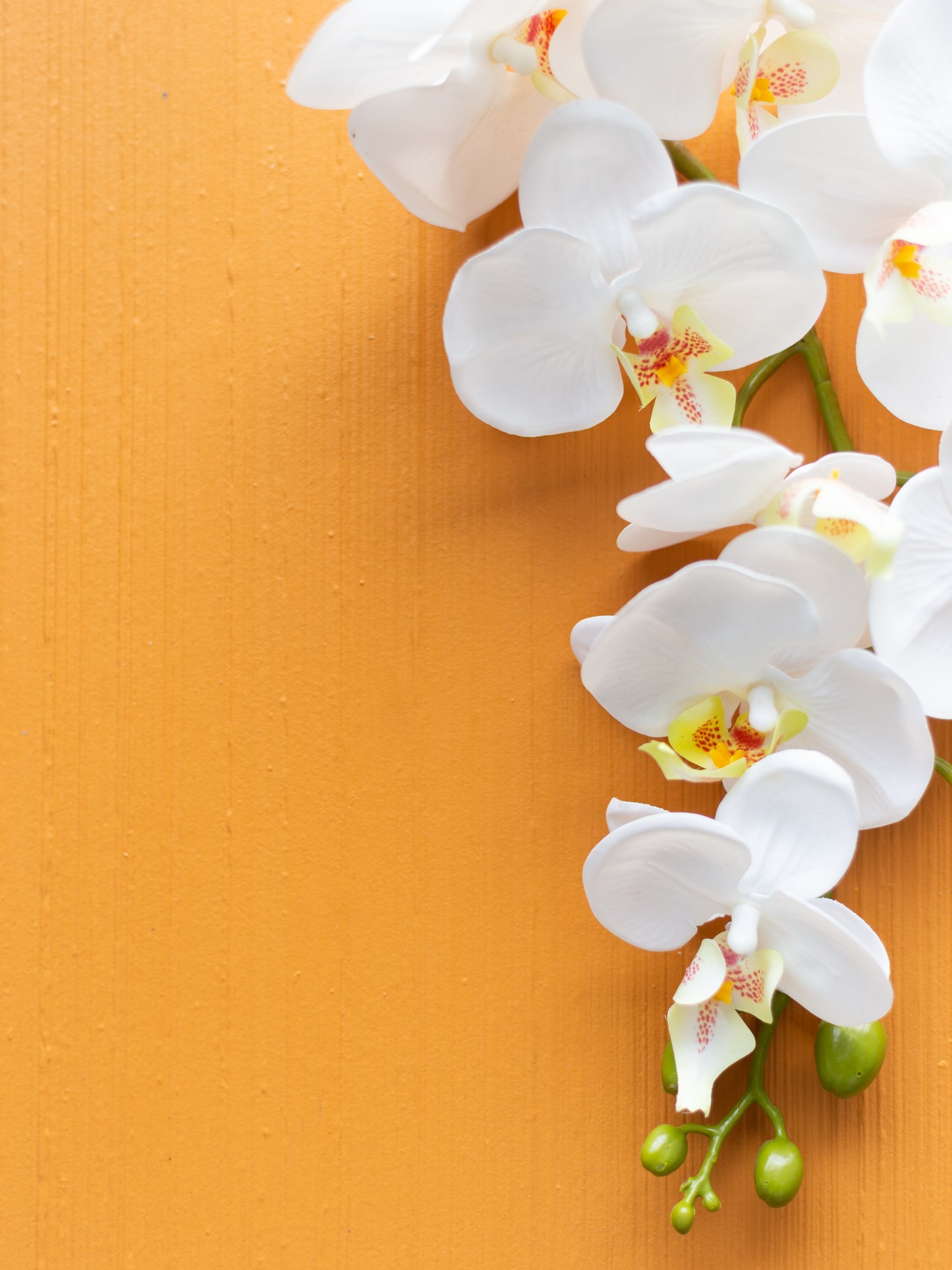 Butterscotch Backdrop