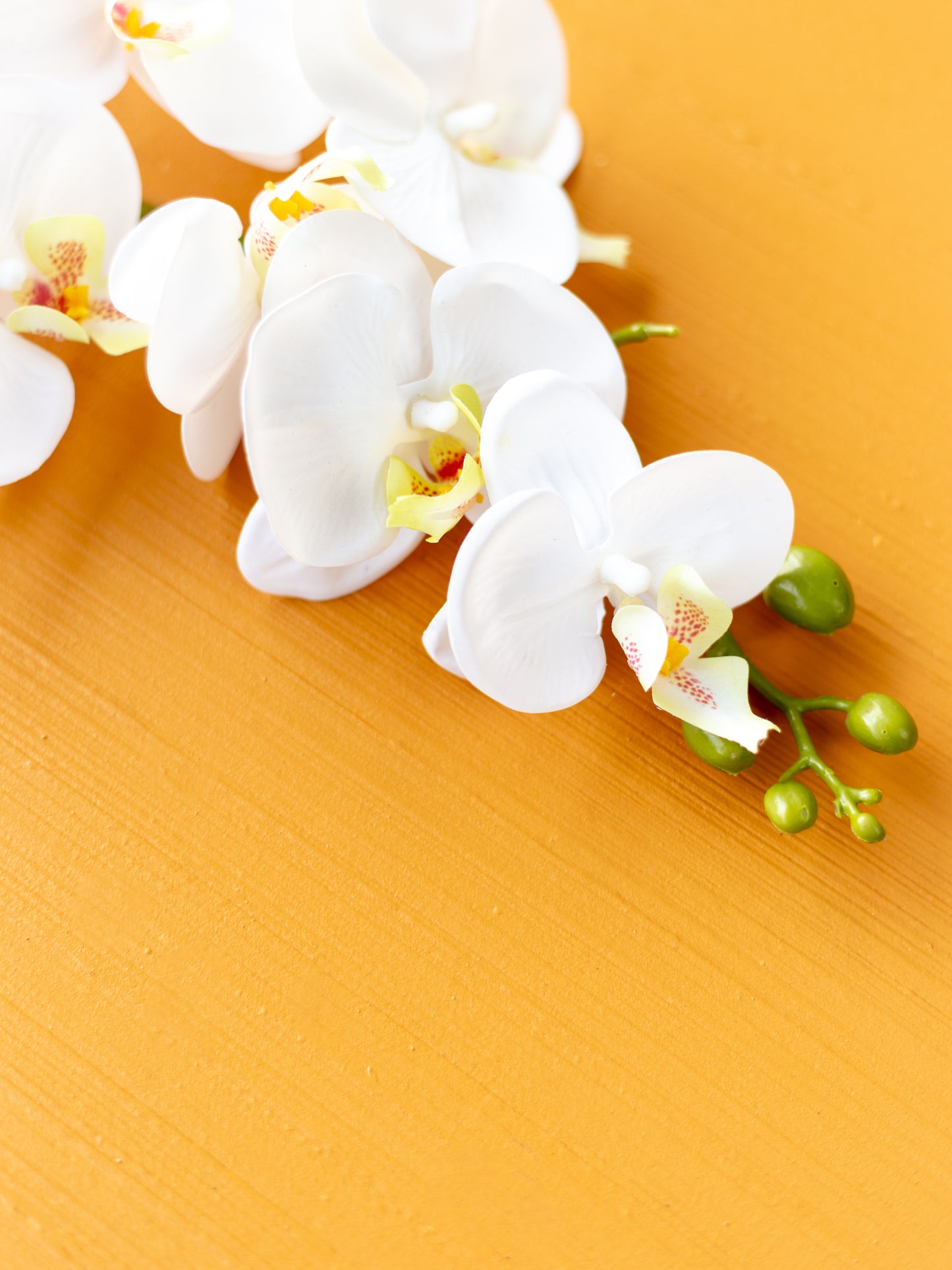 Butterscotch Backdrop