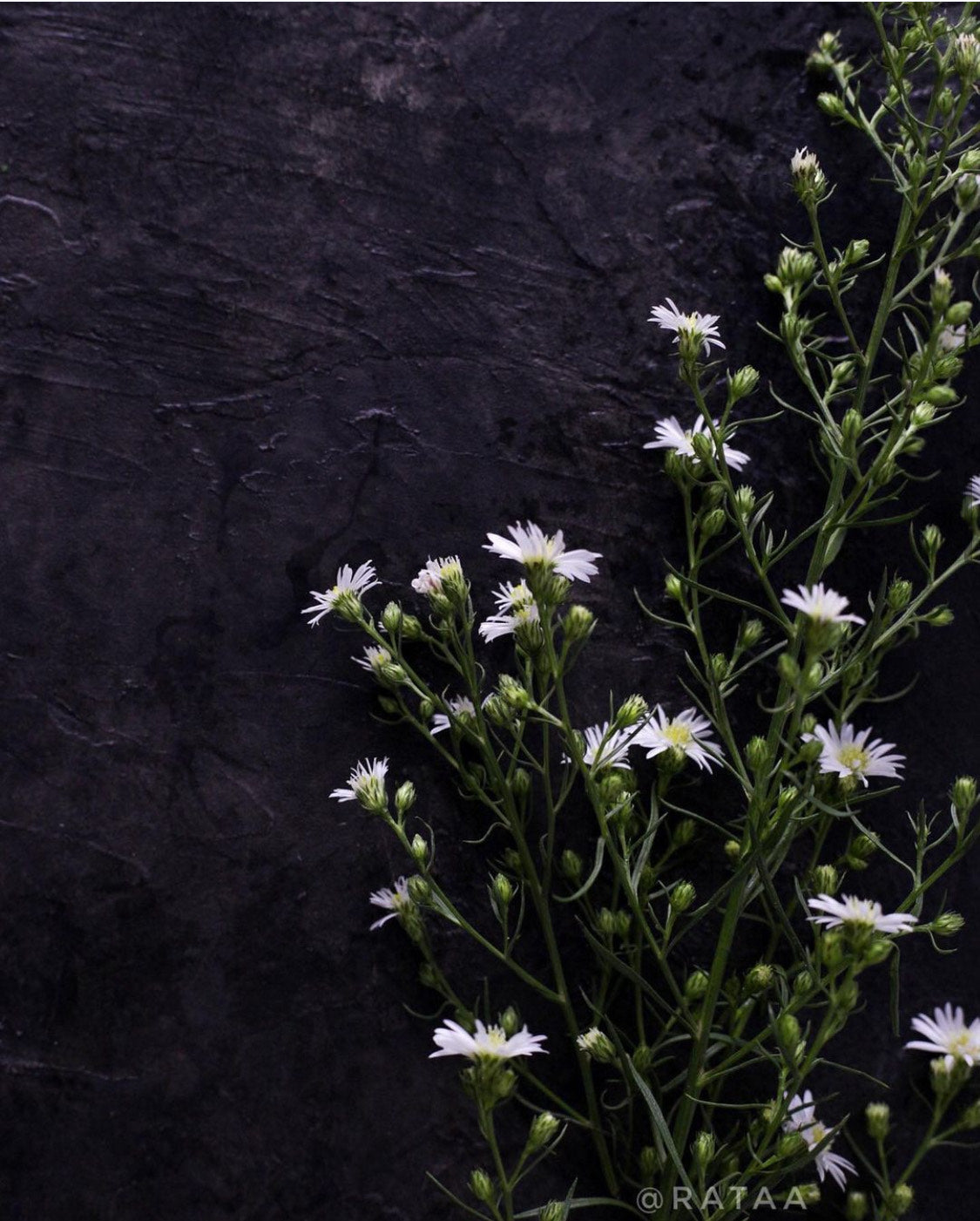 Black Grunge Backdrop