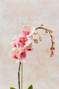 Opal Stone Backdrop
