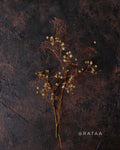 Cookie_Tray_Rataa_Photography_Backdrop Sri lanka_6