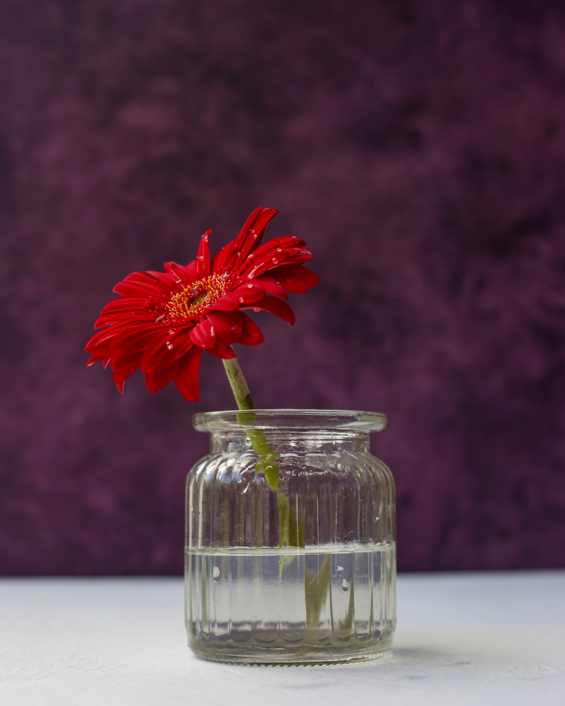 Dark Violet Rataa Photography Backdrop Sri Lanka 1