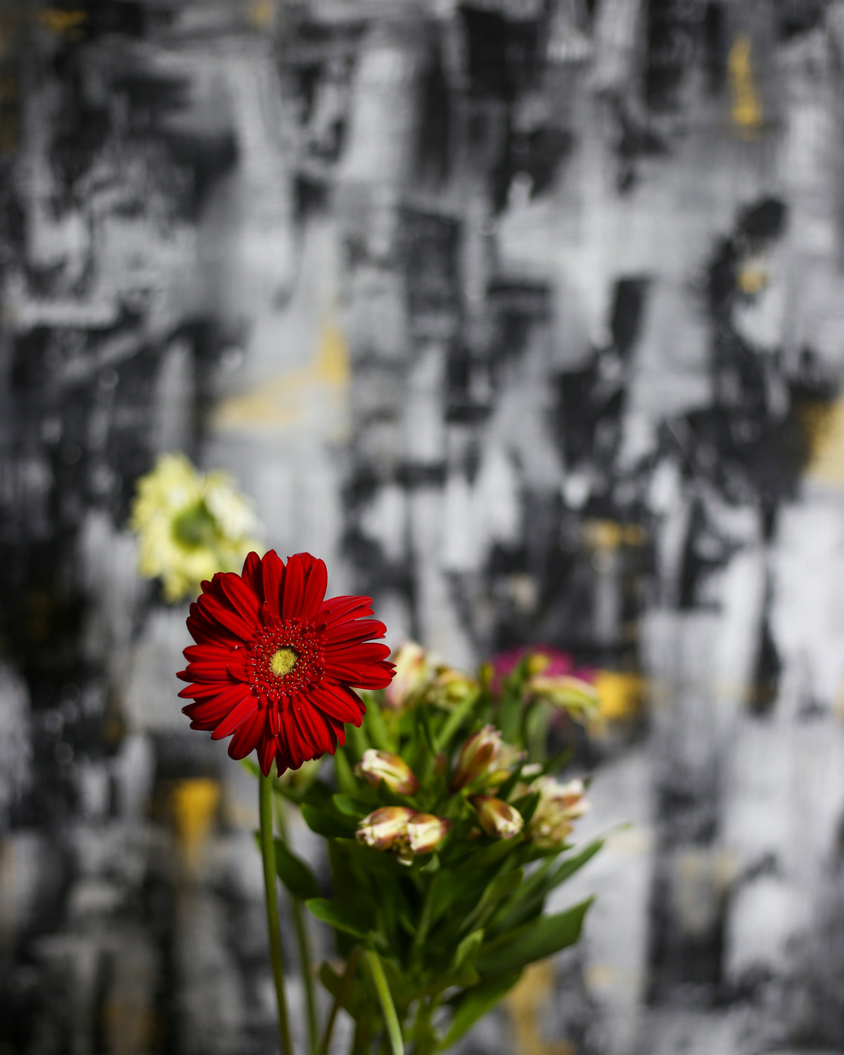 Roscoe Canavs Backdrop