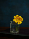 Zedan Canvas Backdrop