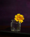 Florance Canvas Backdrop