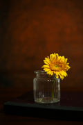 Lamara Canvas Backdrop