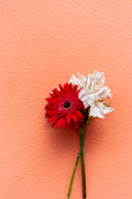 Pretty Peach Backdrop