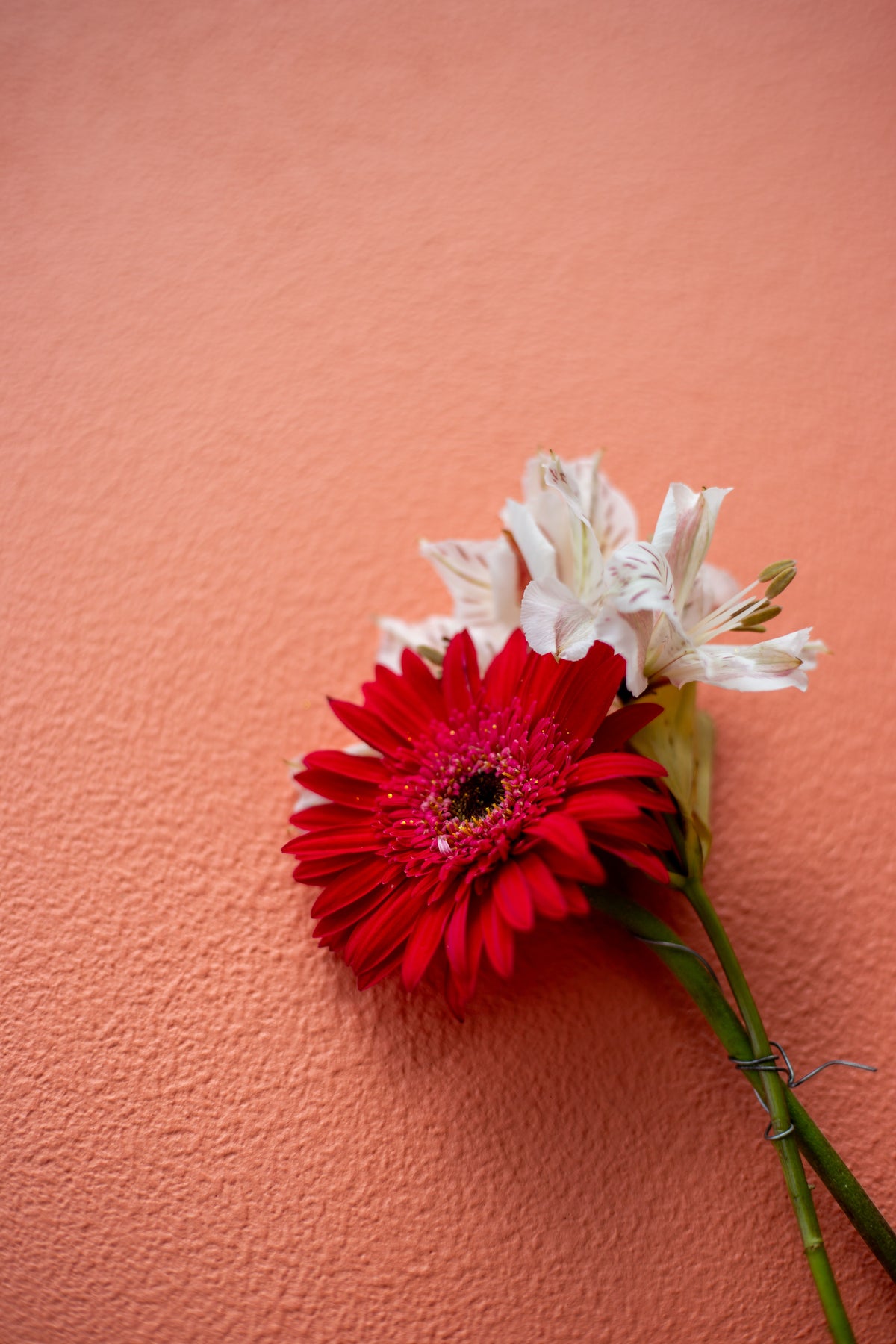 Pretty Peach Backdrop