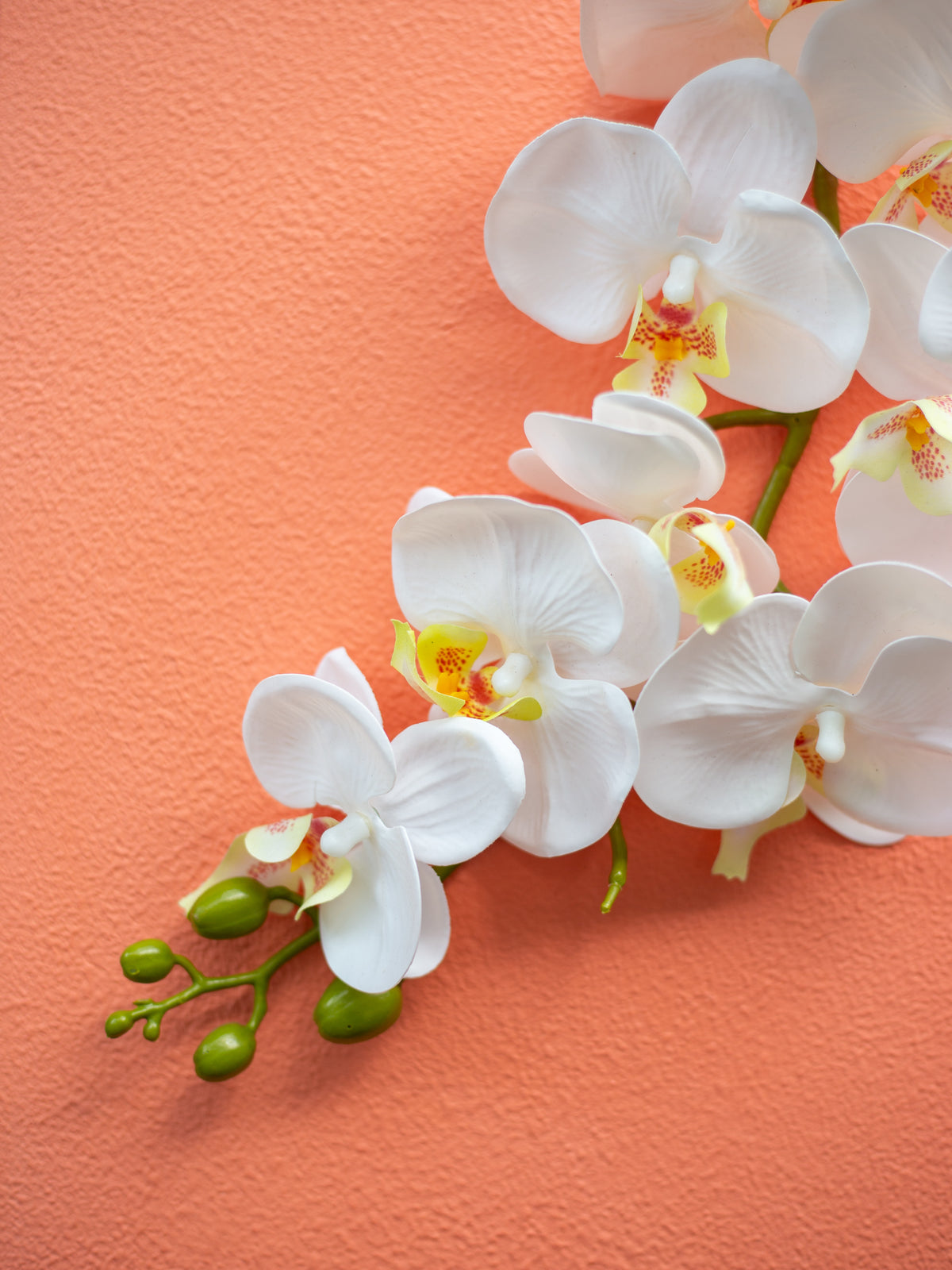 Pretty Peach Backdrop