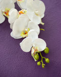 Viola Backdrop