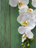 Green Wood Backdrop
