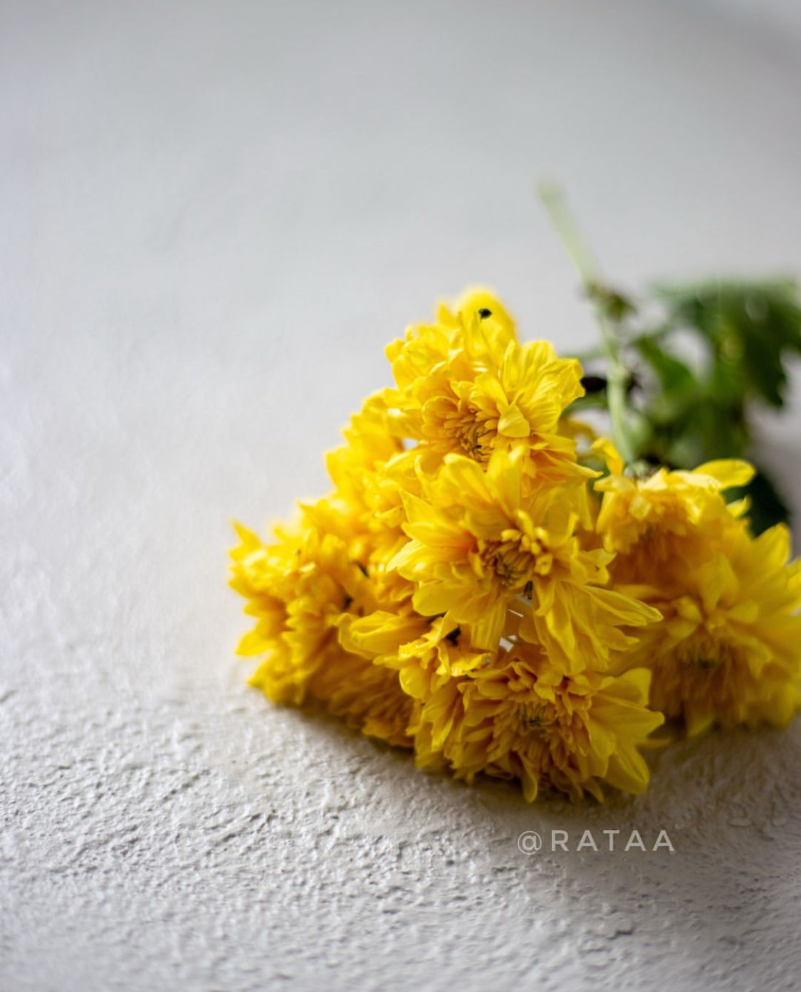 White Concrete_Rataa_Photography_Backdrop Sri lanka_2